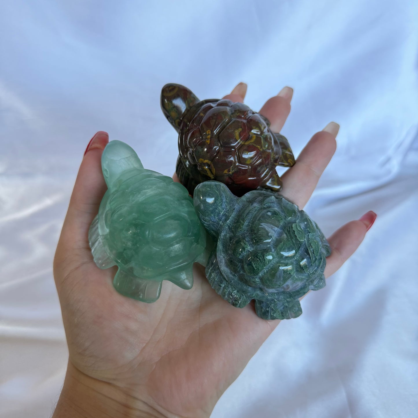 Mystery turtle