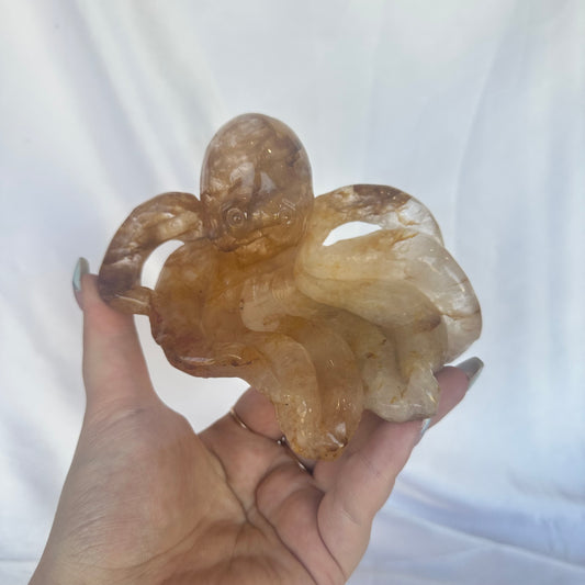 Golden healer octopus