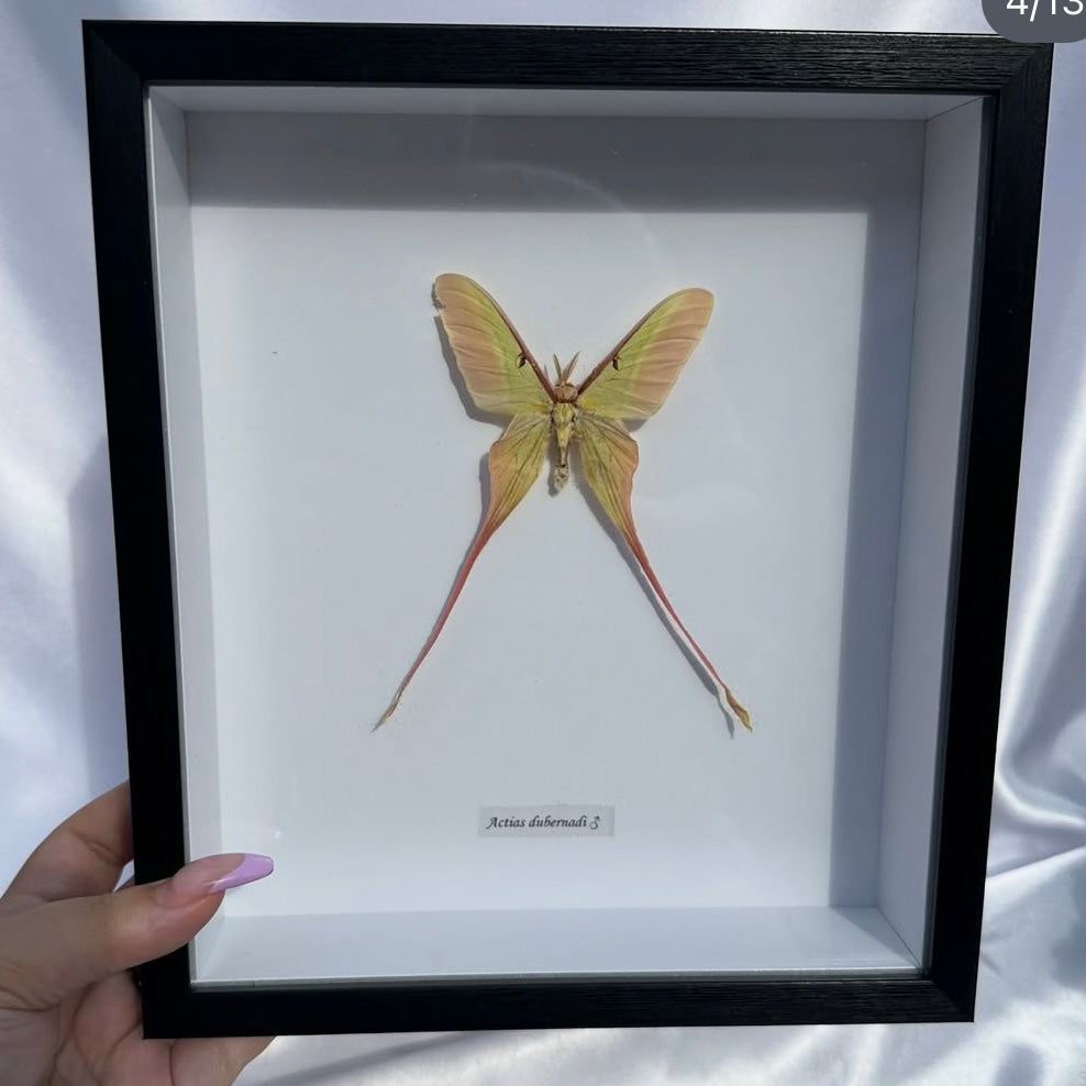 Actias dubernadi butterfly frame